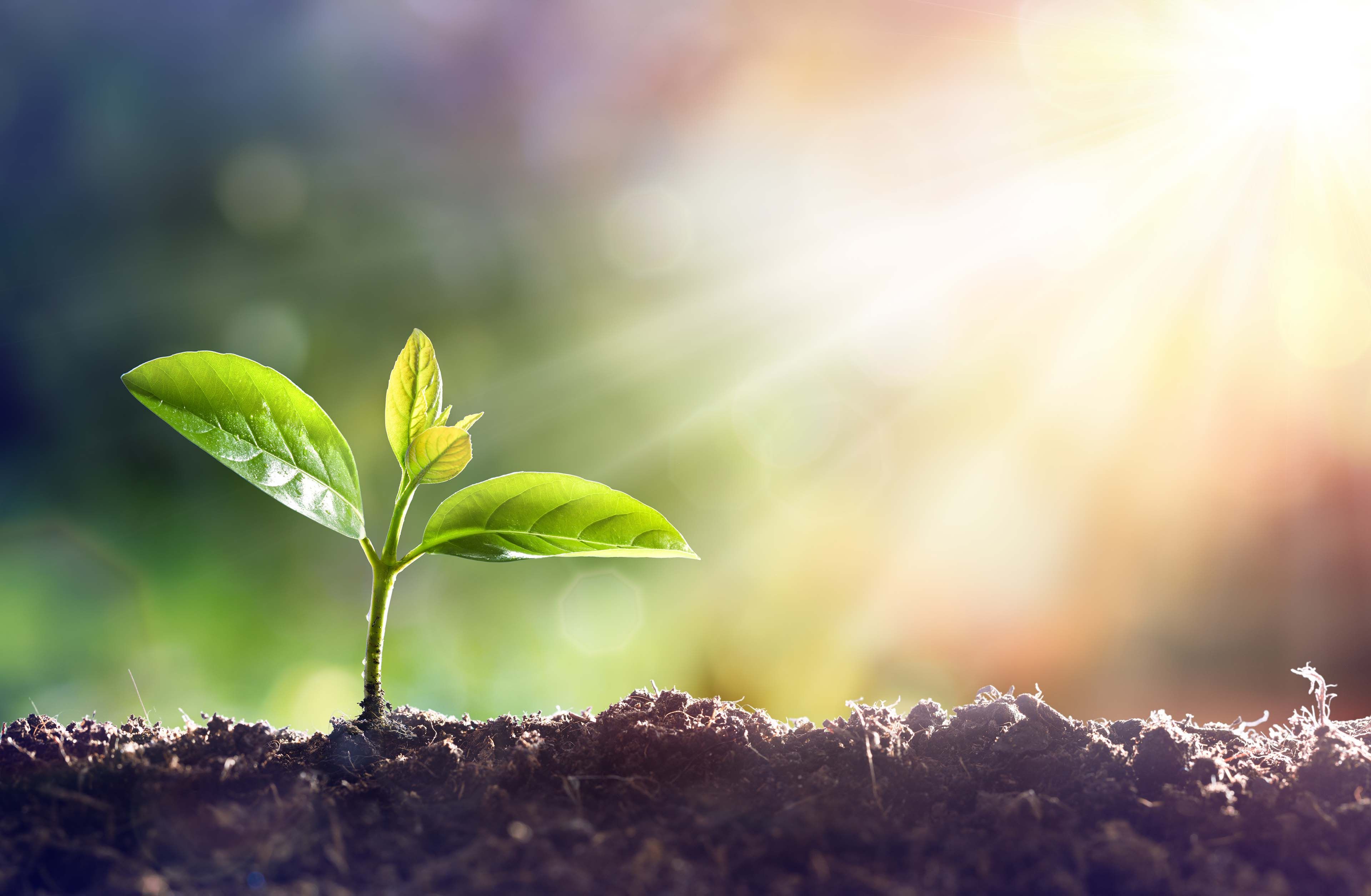 A small plant in soil with sunlight