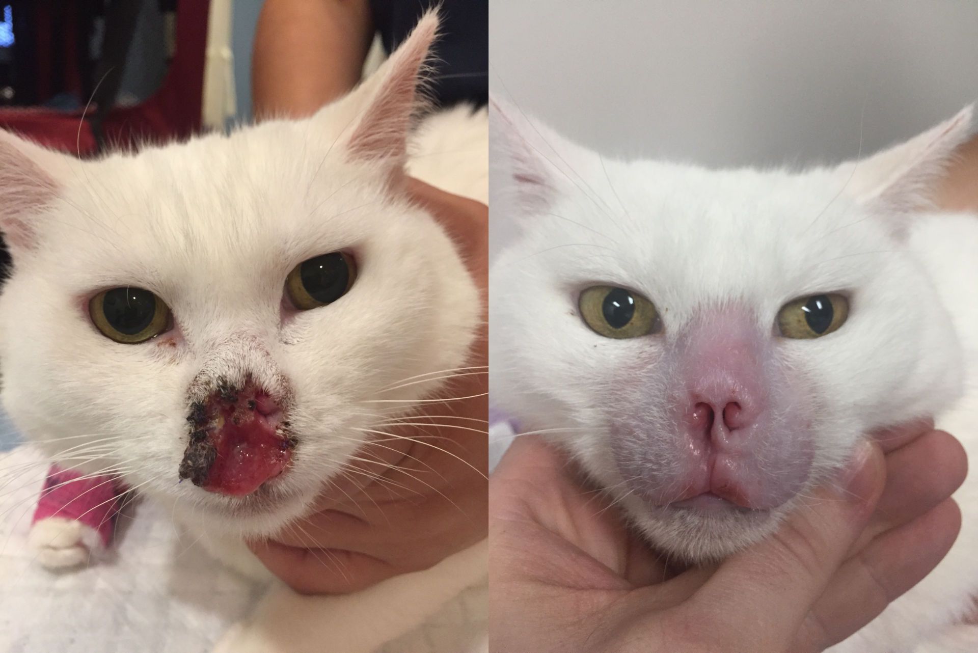 Whitey Before and After
