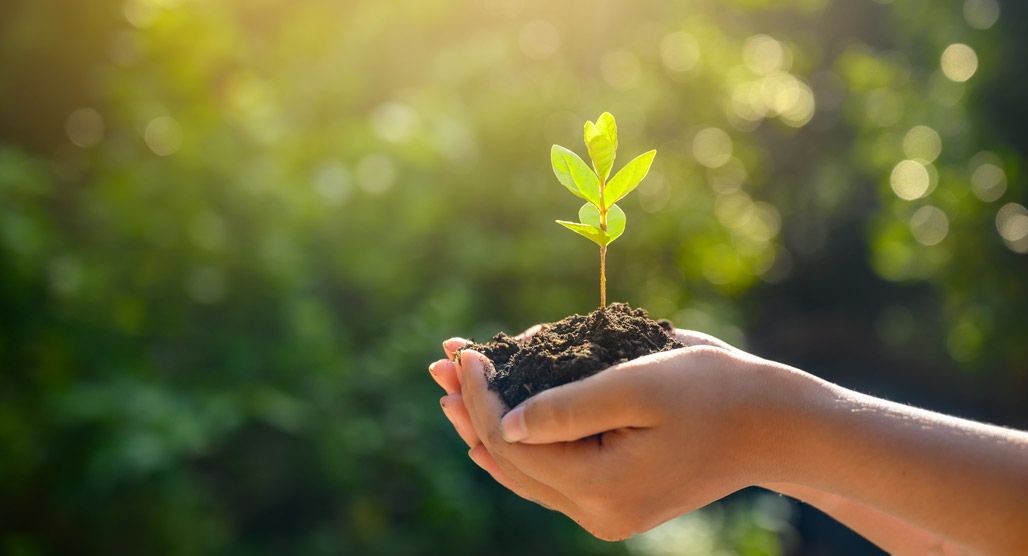 environment Earth Day In the hands of trees growing seedlings. Bokeh green Background Female hand holding tree on nature field grass Forest conservation concept