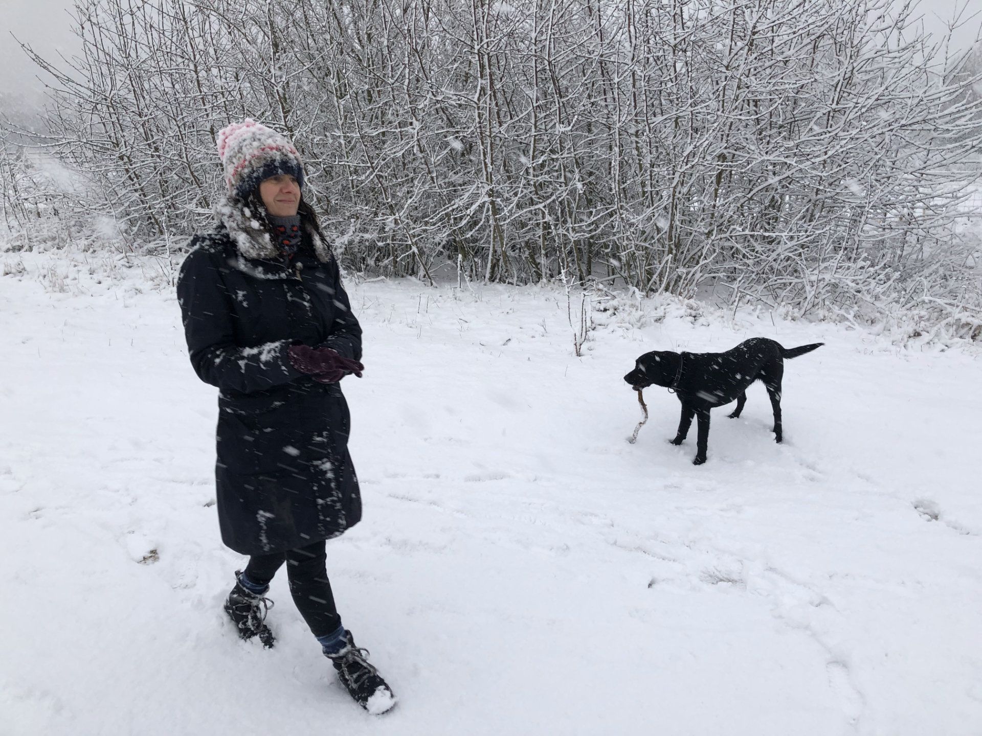 Out for a Walk With a Dog in the Snow