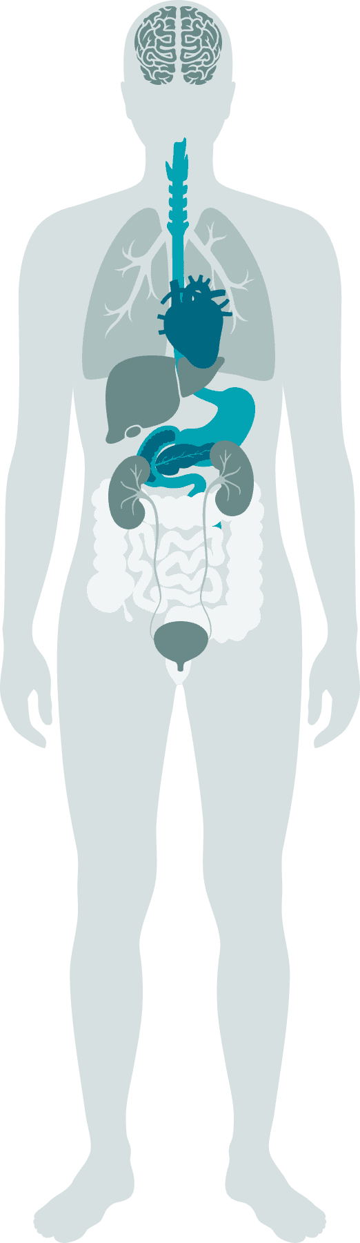 Bodysite