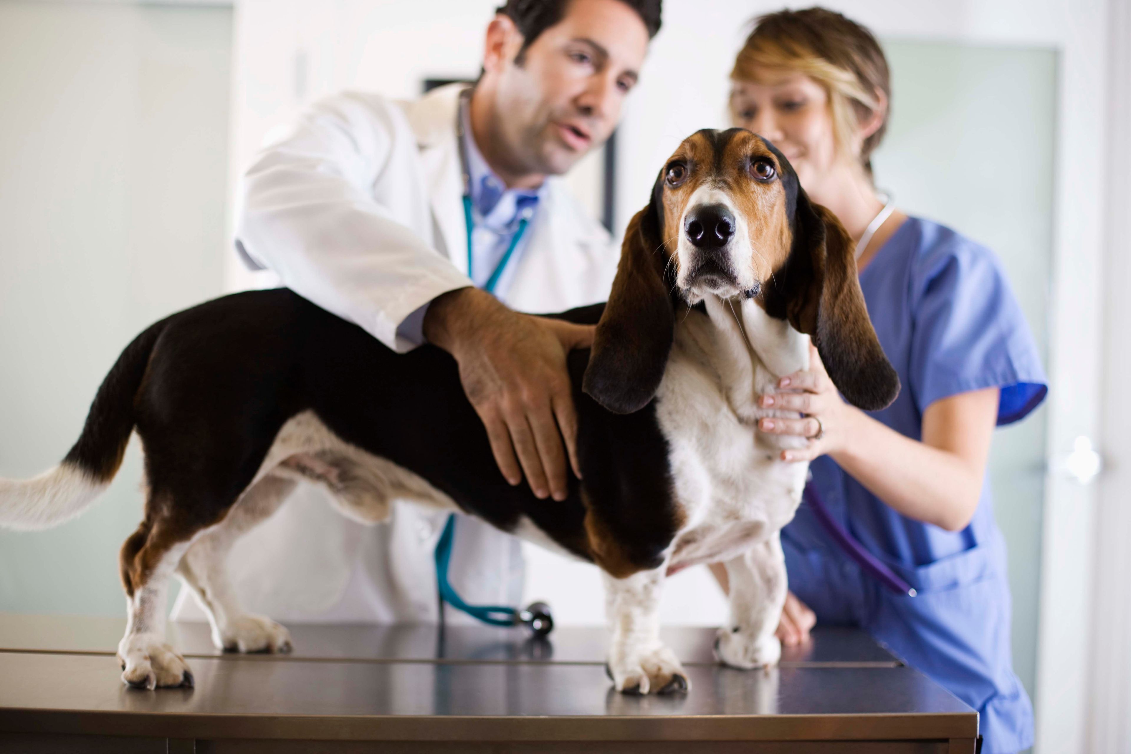 A pair of vets comfort and examine a dog