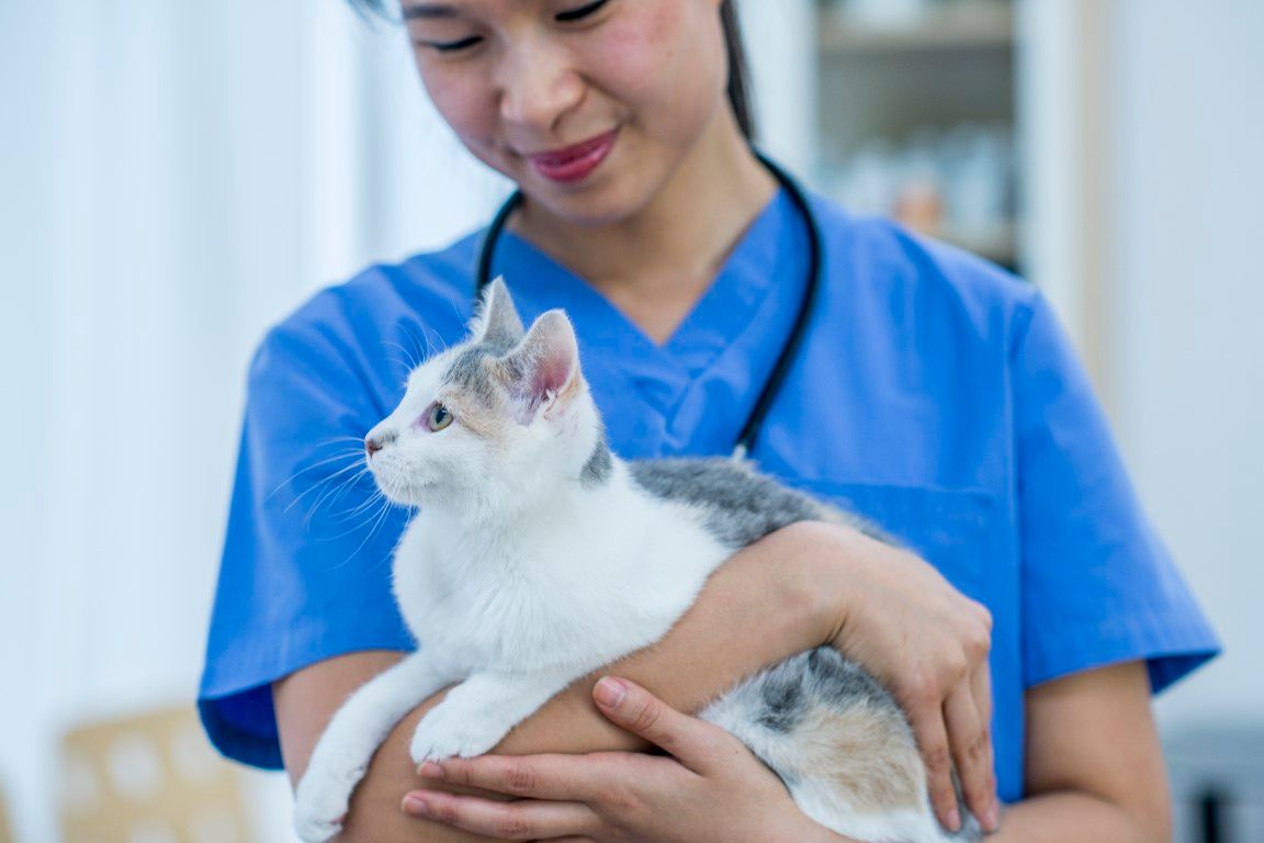 Veterinary Oncology - Cat